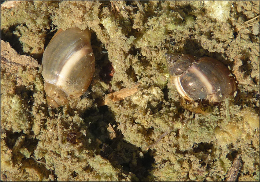 Physella heterostropha (Say, 1817) Pewter Physa In Situ