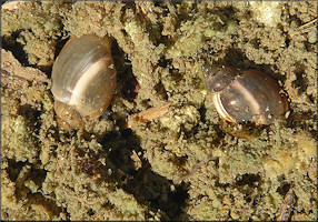 Physella heterostropha (Say, 1817) Pewter Physa In Situ