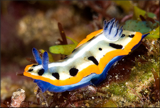 Mexichromis kempfi (Ev. Marcus, 1971)