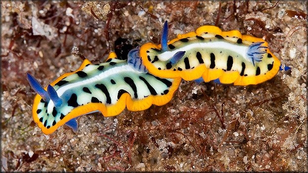 Mexichromis kempfi (Ev. Marcus, 1971)