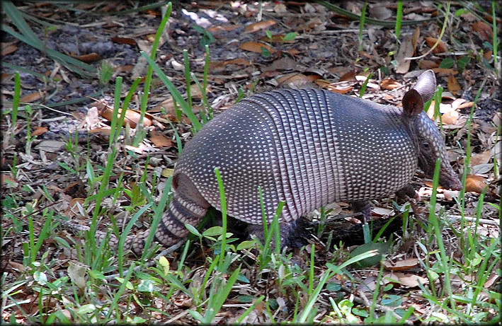 Nine-banded Armadillo [Dasypus novemcinctus]