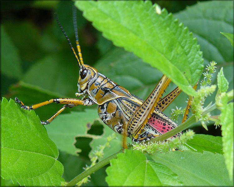 Eastern Lubber Grasshopper [Romalea microptera]