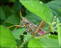 Eastern Lubber Grasshopper [Romalea microptera]