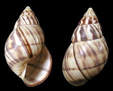 Orthalicus reses reses (Say, 1830) Stock Island Tree Snail