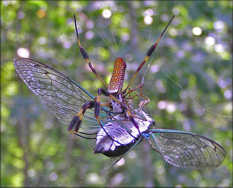 Golden Silk Spider [Nephila clavipes] And Prey