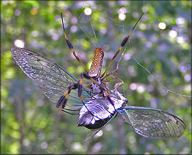 Golden Silk Spider [Nephila clavipes] And Prey