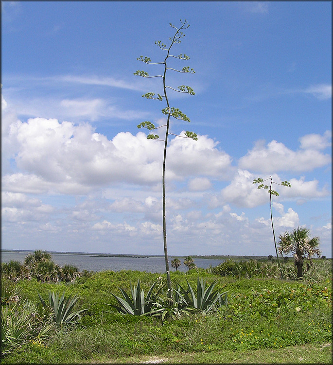 American Century Plant [Agave americana]