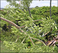 American Century Plant [Agave americana] Flowers