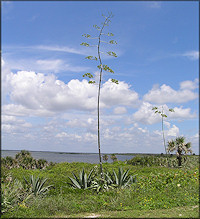 American Century Plant [Agave americana]