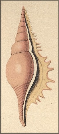 Tibia serrata (G. Perry, 1811)