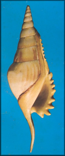 Aberrant Tibia insulaechorab curta (G. B. Sowerby II, 1842)