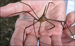 Stenorhynchus seticornis Yellowline Arrow Crab