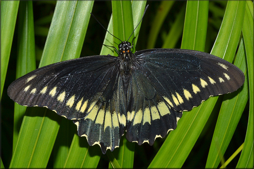 Polydamus Swallowtail [Battus polydamus]