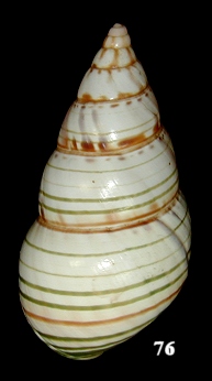 Liguus fasciatus dohertyi Pflueger 1934