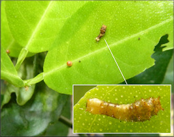 Giant Swallowtail [Papilio cresphontes] Newly Hatched Larva