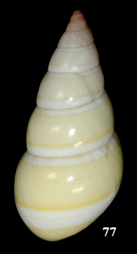 Liguus fasciatus dryas Pilsbry, 1932