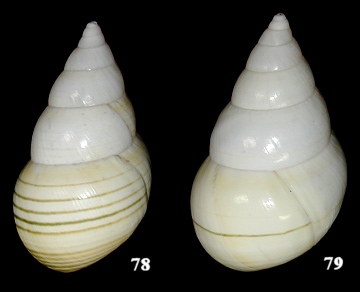 Liguus fasciatus eburneus Simpson, 1920