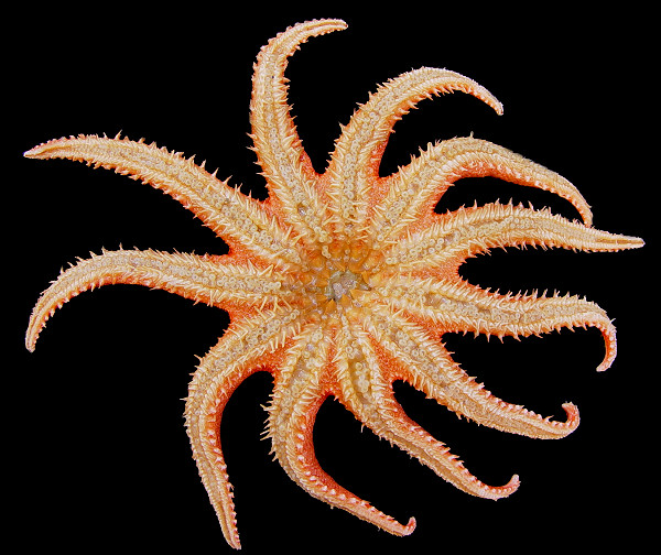 Crossaster borealis Fisher, 1906 "Grooved Sun Star" 