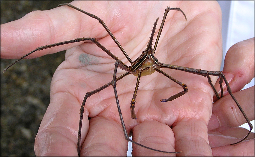 Stenorhynchus seticornis Yellowline Arrow Crab