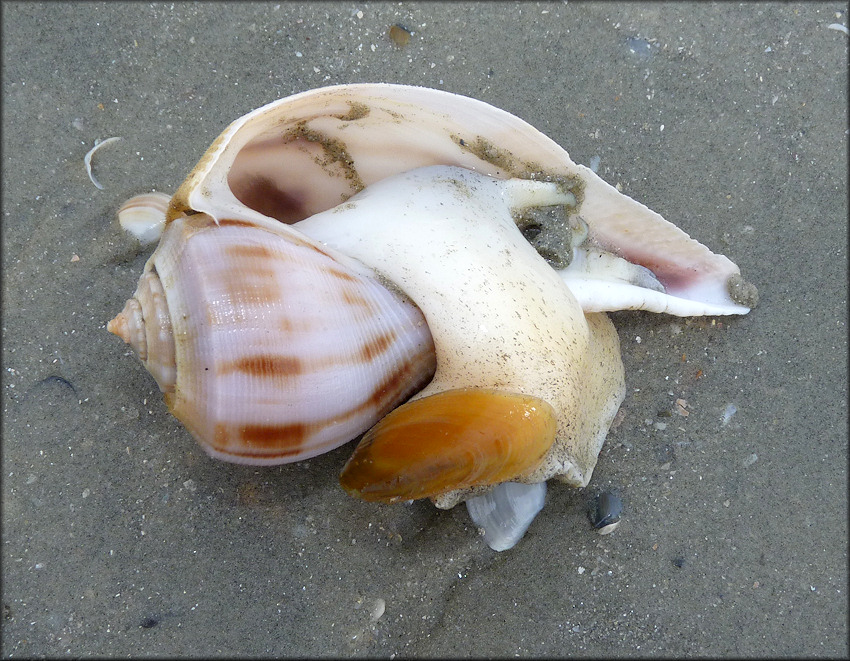 Fulguropsis spirata (Lamarck, 1816) Pear Whelk Living Specimen