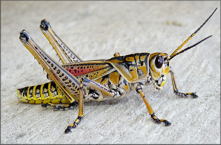 Eastern Lubber Grasshopper [Romalea microptera]