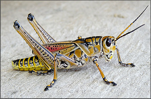 Eastern Lubber Grasshopper [Romalea microptera]