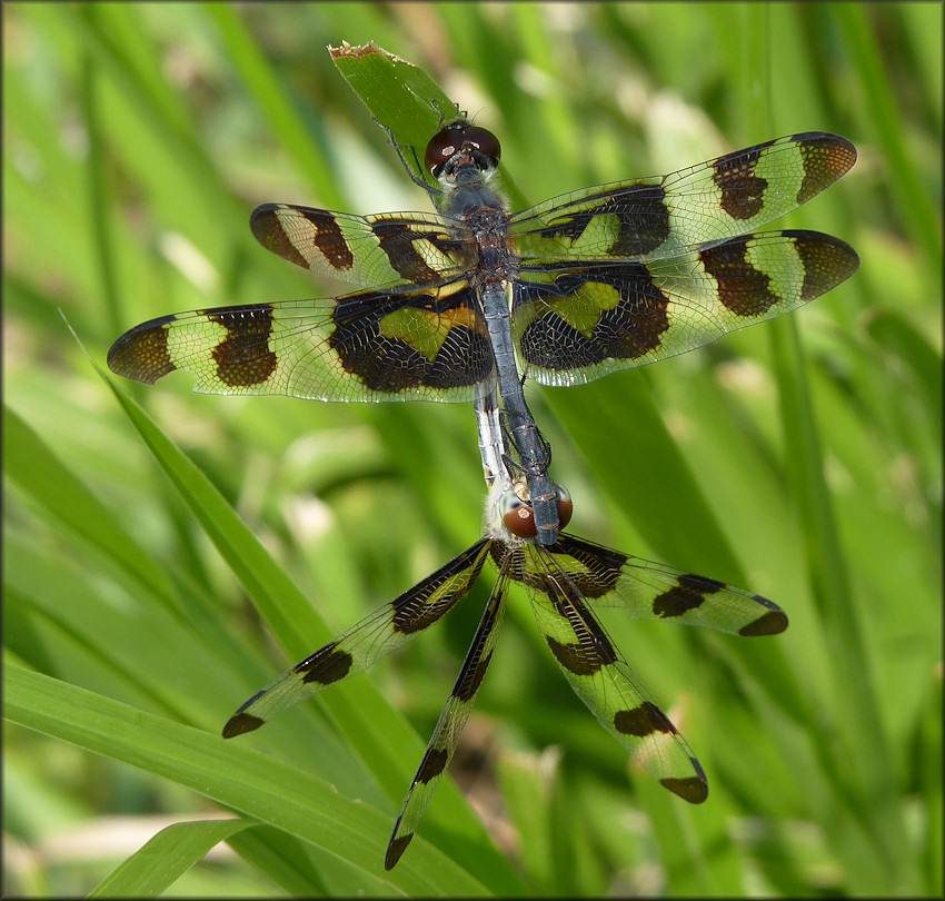 Banded Pennant [Celithemis fasciata] Mating