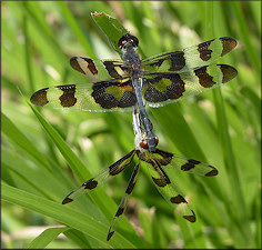 Banded Pennant [Celithemis fasciata] Mating