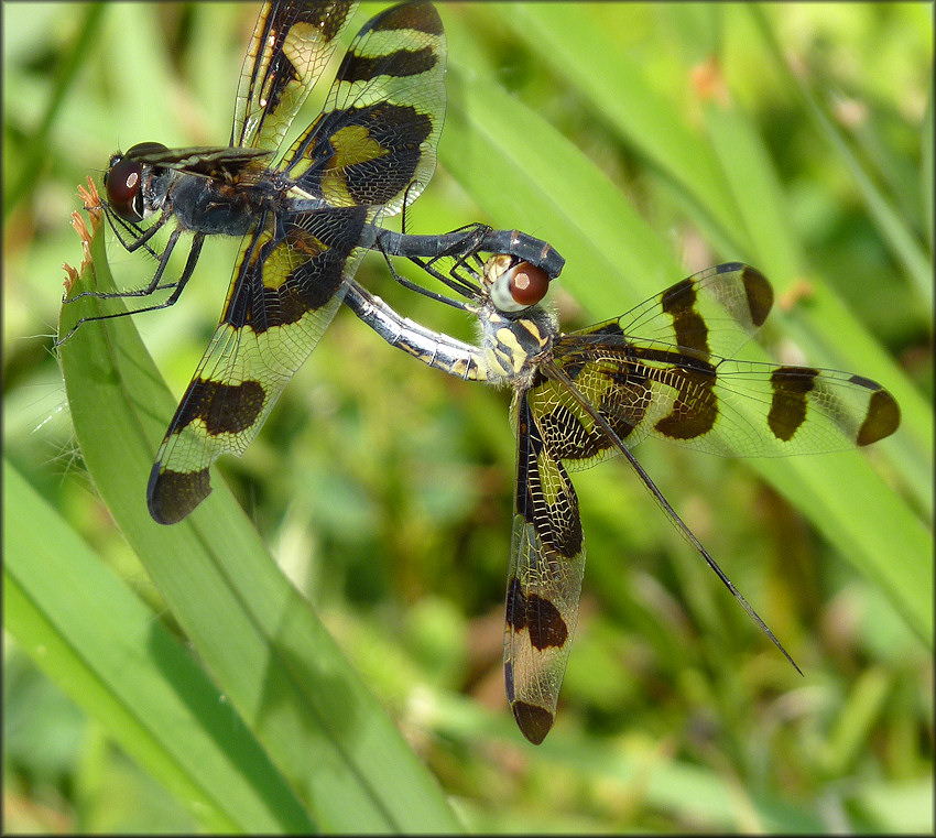 Banded Pennant [Celithemis fasciata] Mating