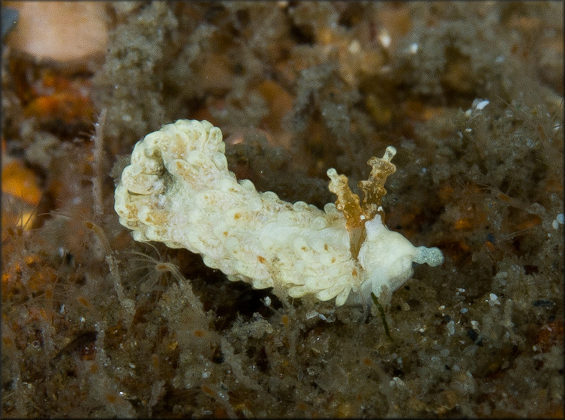 Aeolidiella alba Risbec, 1928