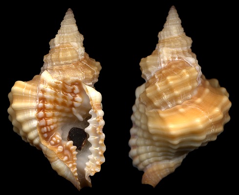 Distorsio constricta (Broderip, 1833)