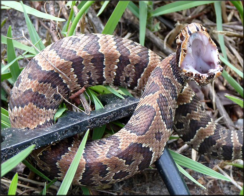 Florida Cottonmouth [Agkistrodon piscivorus conanti] Juvenile