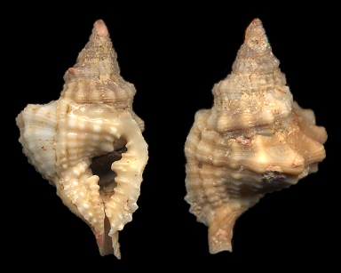 Distorsio graceiellae Parth, 1989