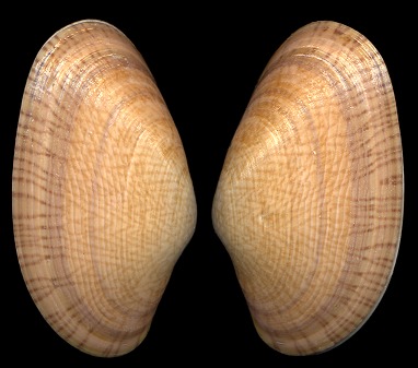 Paphia undulata (Born, 1778)