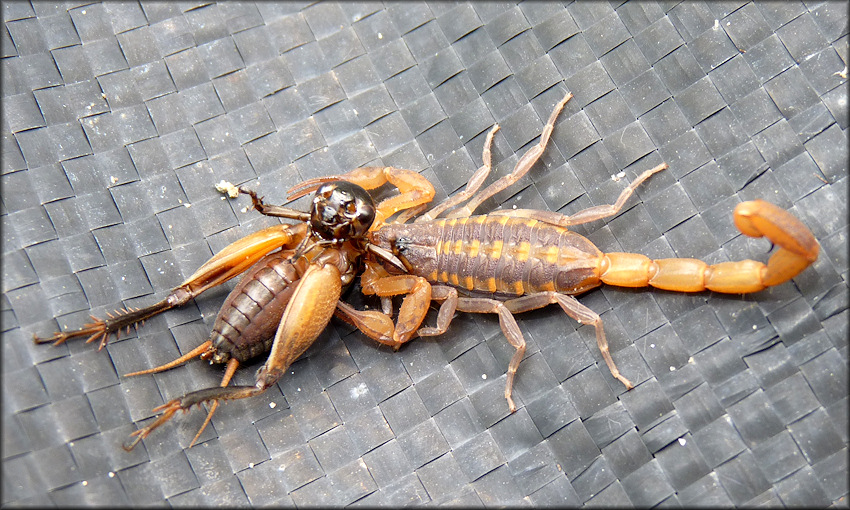 Hentz's Striped Scorpion [Centruroides hentzi] Eating Cricket