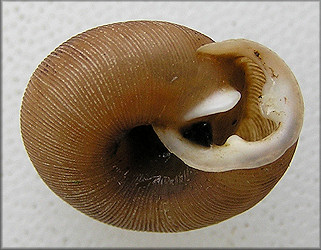 Triodopsis vulgata Pilsbry, 1940 Dished Threetooth