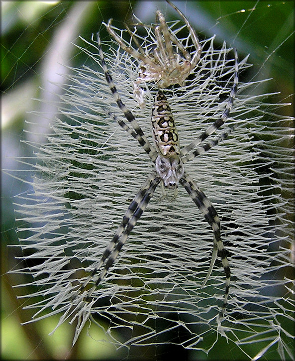 Unidentified Argiope Spider