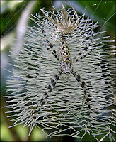 Unidentified Argiope Spider