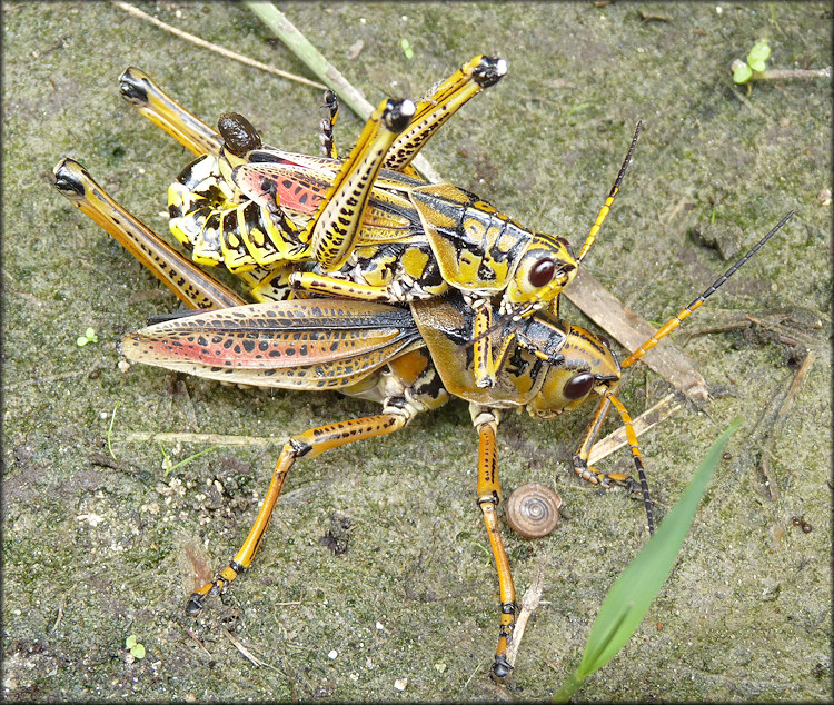 Eastern Lubber Grasshopper [Romalea microptera] Mating