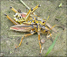 Eastern Lubber Grasshopper [Romalea microptera] Mating