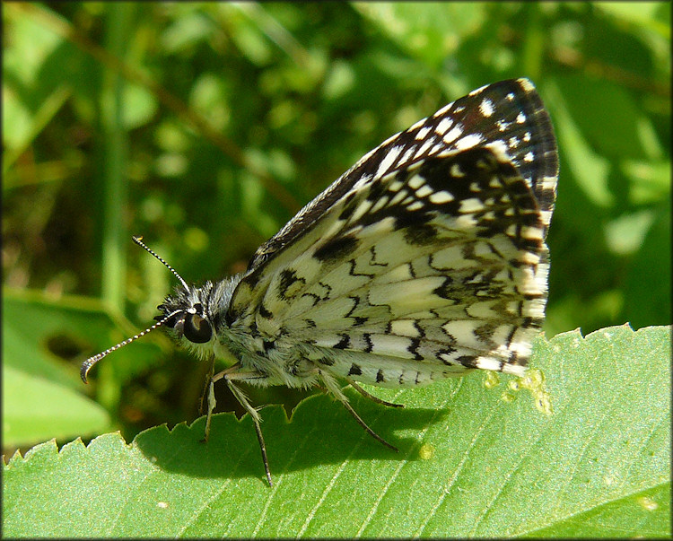 Tropical Checkerboard Skipper [Pyrgus oileus]