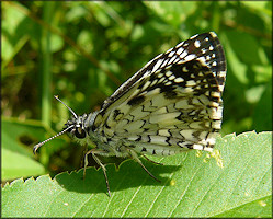 Tropical Checkerboard Skipper [Pyrgus oileus]