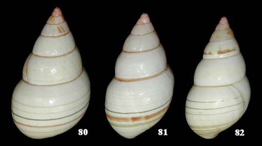 Liguus fasciatus elegans Simpson, 1920