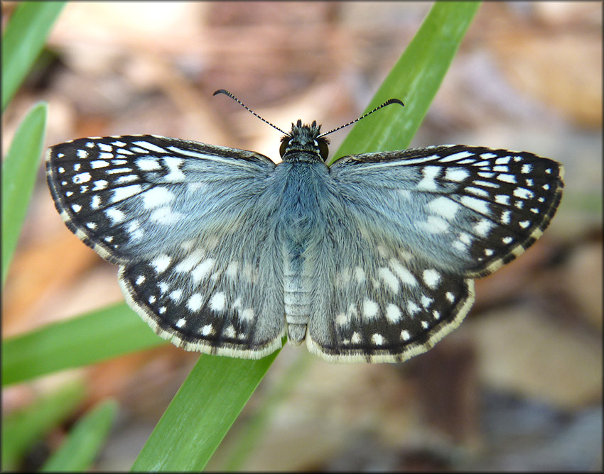 Tropical Checkerboard Skipper [Pyrgus oileus]