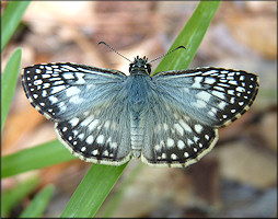 Tropical Checkerboard Skipper [Pyrgus oileus]