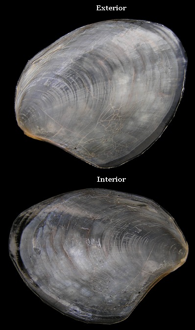 Aplysia brasiliana Rang, 1828 Mottled Seahare Juvenile Internal Shell