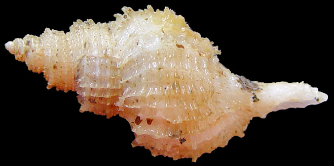 Scabrotrophon cf. densicostatus (Golikov, 1985)