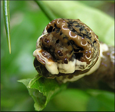 Giant Swallowtail Larva [Papilio cresphontes]