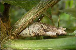 Giant Swallowtail Chrysalis [Papilio cresphontes]