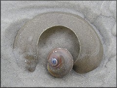 Neverita duplicata (Say, 1822) Sand Egg Collar